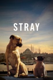 Stray (2020) Türkçe Dublaj izle